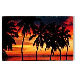 Vintage Florida Tropical Sunset Postcard - Palm Trees & Ocean View D00488